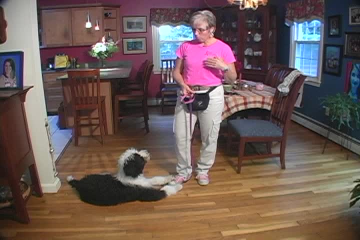 Thumbnail image for Doggy Dilemmas