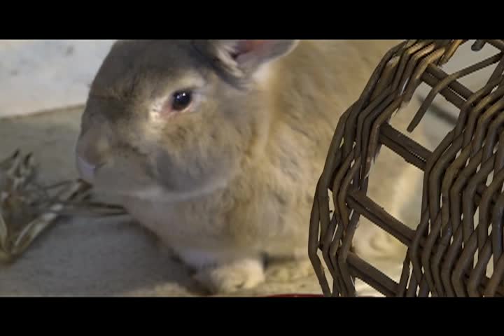 Thumbnail image for Calvins Corner - Peter Rabbit