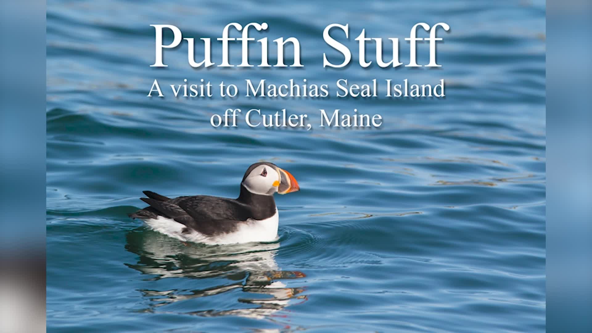 Thumbnail image for Puffins - With Photographer Ian Clark