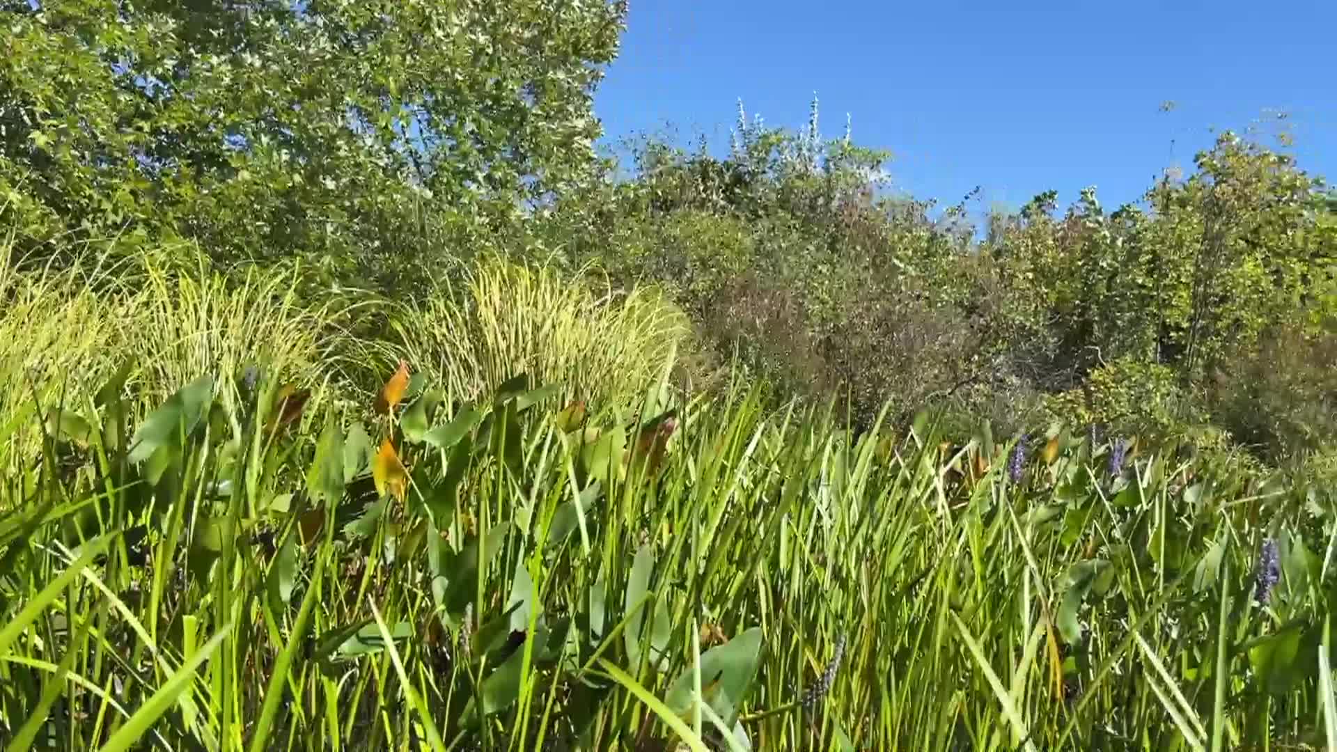 Thumbnail image for Kayaking In Massachusetts - Robbins Pond, E. Bridgewater