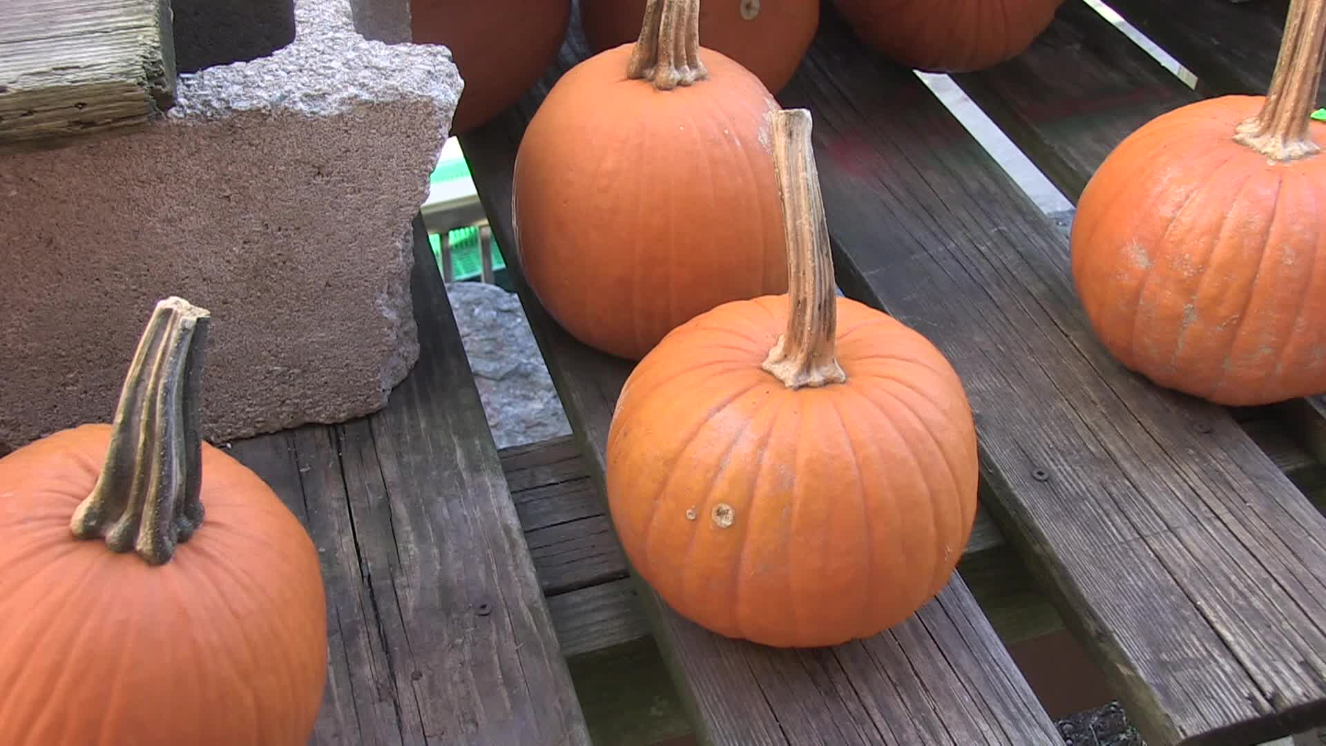 Thumbnail image for Around The Garden With Jimmy K - fall pumpkins