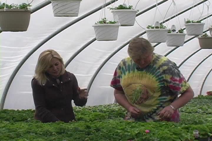Thumbnail image for Emily's Garden - Family Farming