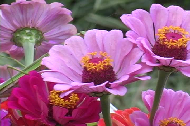 Thumbnail image for Emily's Garden - Homegrown Flower Arranging