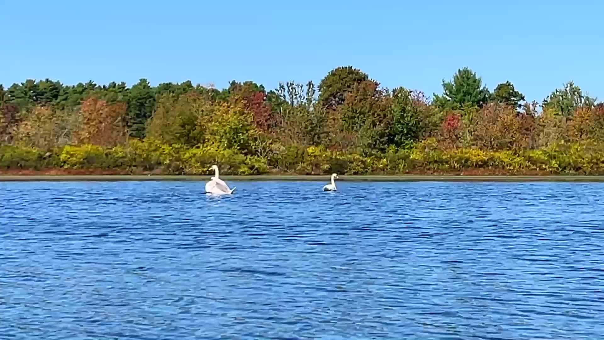 Thumbnail image for Kayaking In Massachusetts - Leonard Pond, Rochester MA