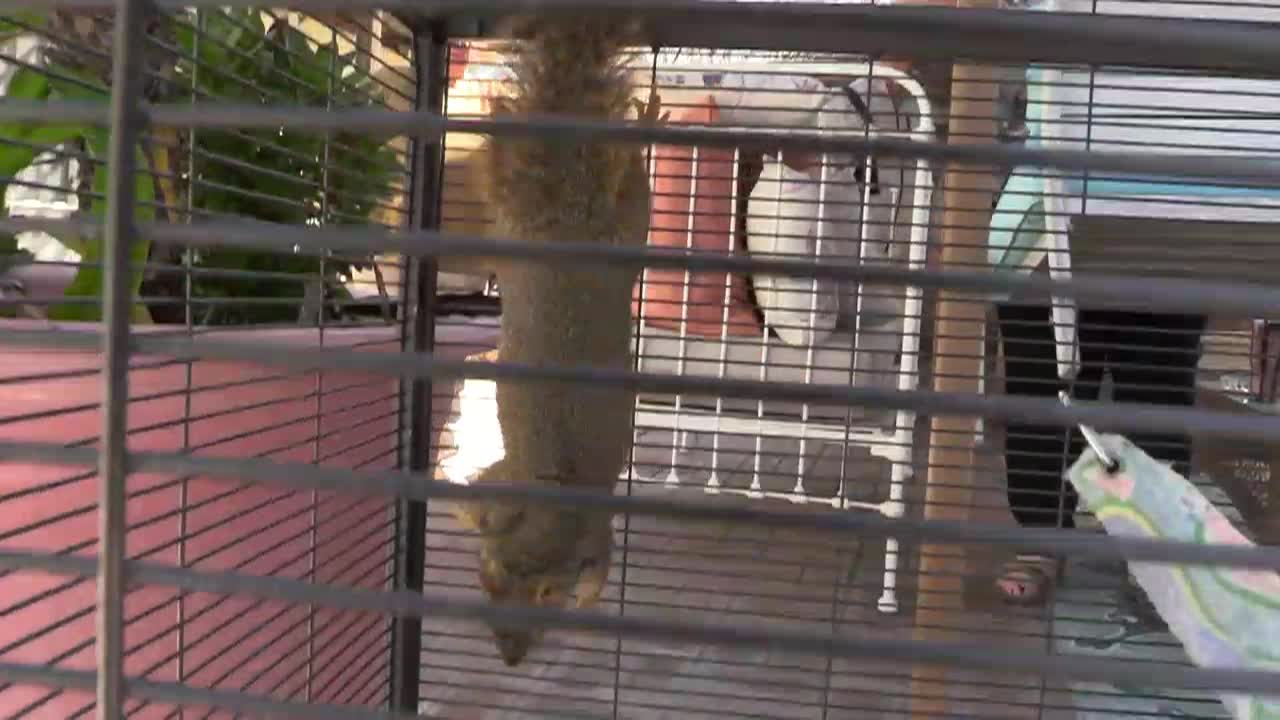 Out and About - The Squirrel Whisperer and Clay LA