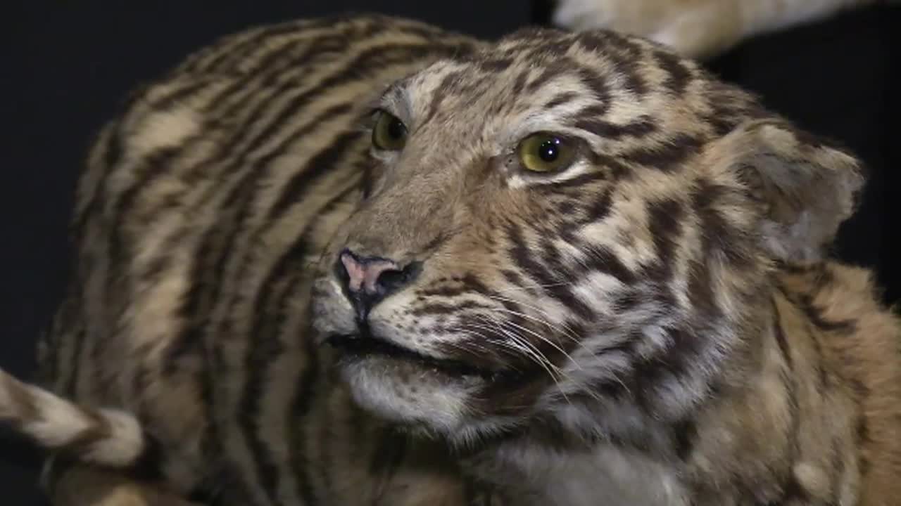 Out and About - FIERCE - The Story of Cats