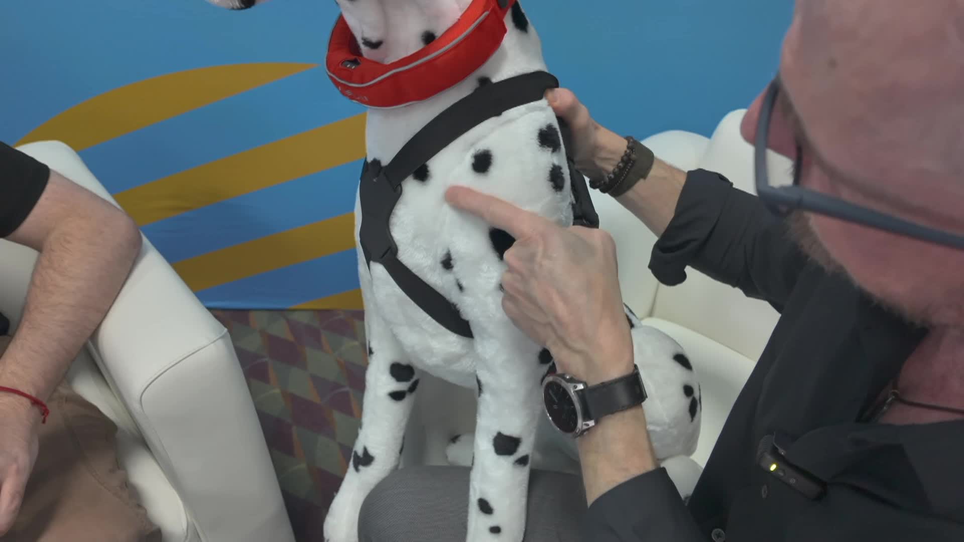 Equine Longevity -Tracking Activity And Why Its Important