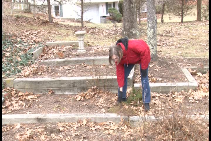 In The Garden With Liz Davey