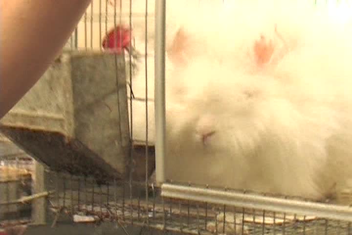 Emily's Garden - Easter