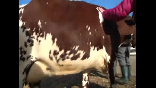 The Adventures of Scuba Jack - The Farm Episode