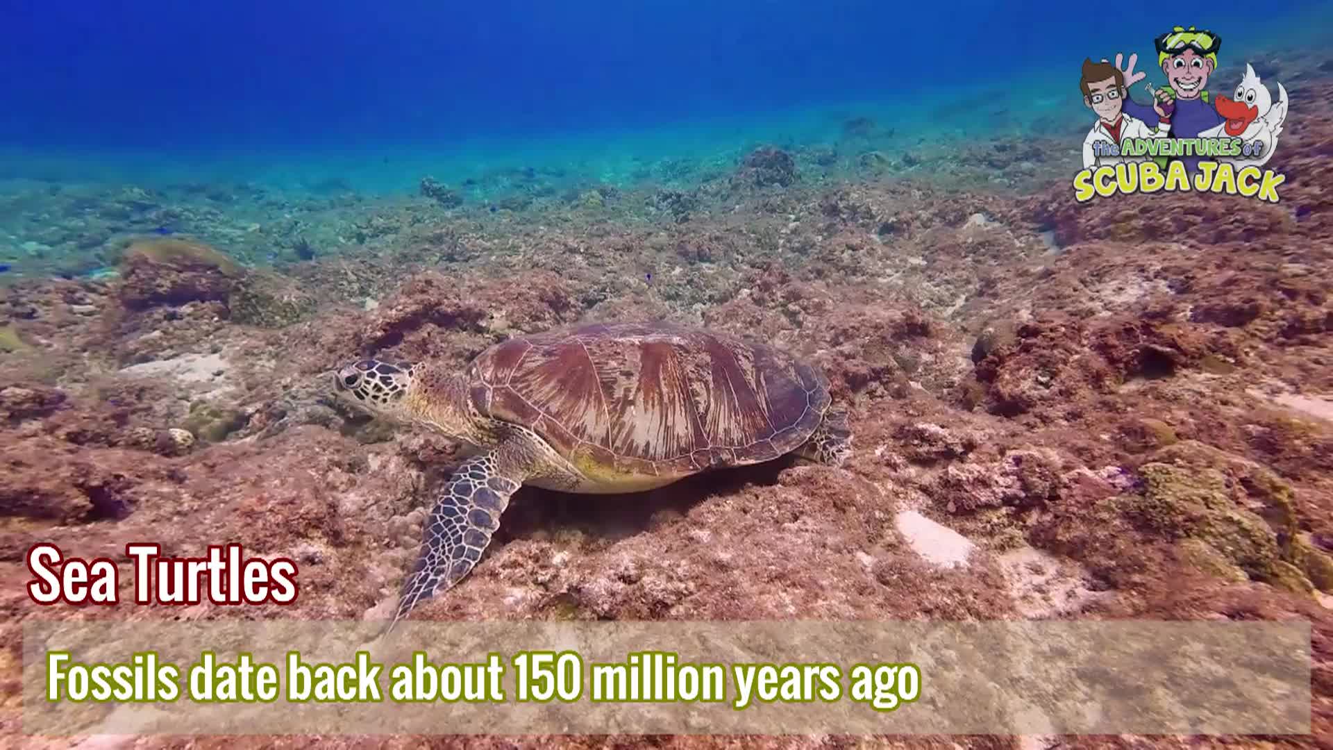 Thumbnail image for Scuba Jack- Sea Turtle